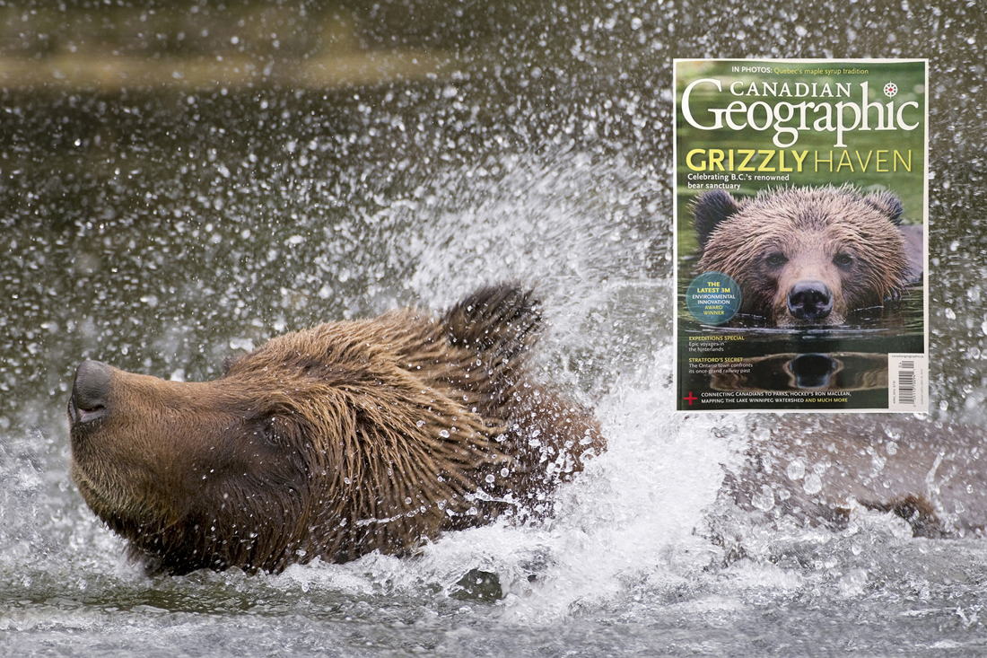 Grizzly bears in the Khutzeymateen Valley, British Columbia, Canada