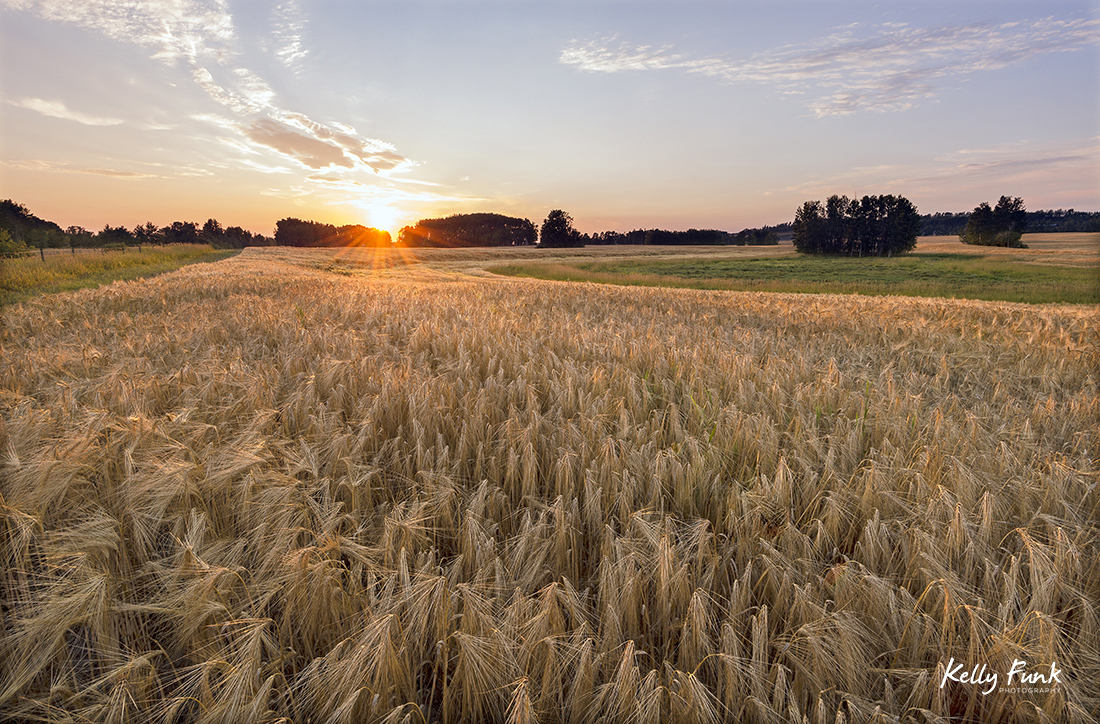 Barley is grown as a crop for export in Vanderhoof, British Columbia, Canada