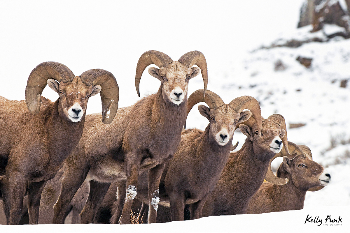 A group of Bighorn Sheep rams pose for a portrait near Kamloops, Thompson Okanagan region, British Columbia, Canada