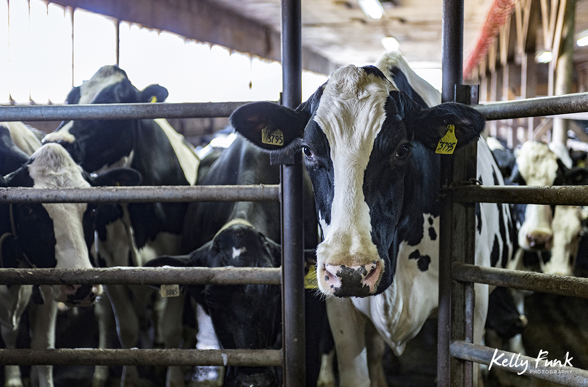 Jersey milk cows are brought into the milking facility near Vanderhoof, British Columbia, Canada