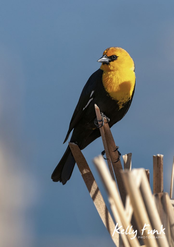 Yellow Headed Blackbird, Kamloops, BC