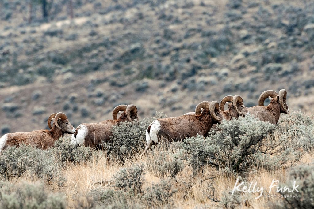 California Desert Bighorn Sheep, Lac du Bois protected Grasslands, British Columbia, Canada