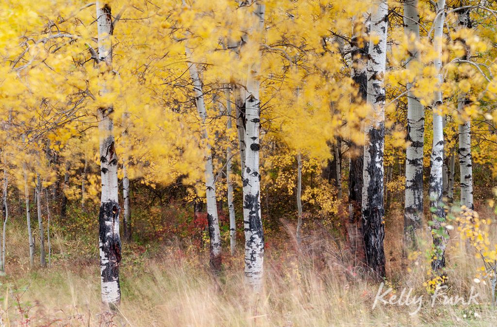 quaking Aspens, Lac du Bois Grasslands, British Columbia, Canada