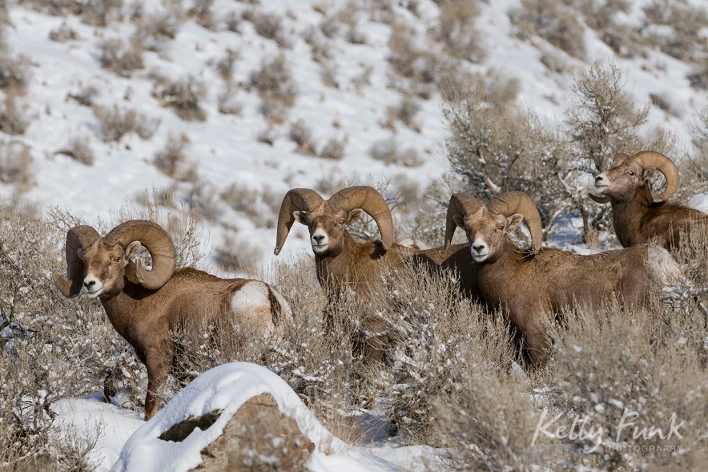 Desert Bighorn Sheep, Lac du Bois grasslands, Kamloops, BC, Canada