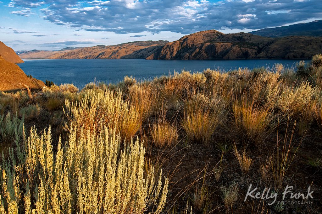 Sage and bunchgrass on the south shores of Kamloops Lake, Lac du Bois protected grasslands, British Columbia, Canada