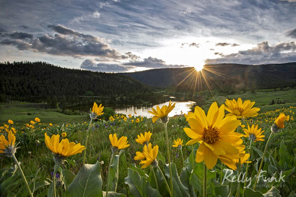 Balsamroot flowers at sunset at Lac du Bois Provincial Park, near Kamloops, British Columbia, Canada