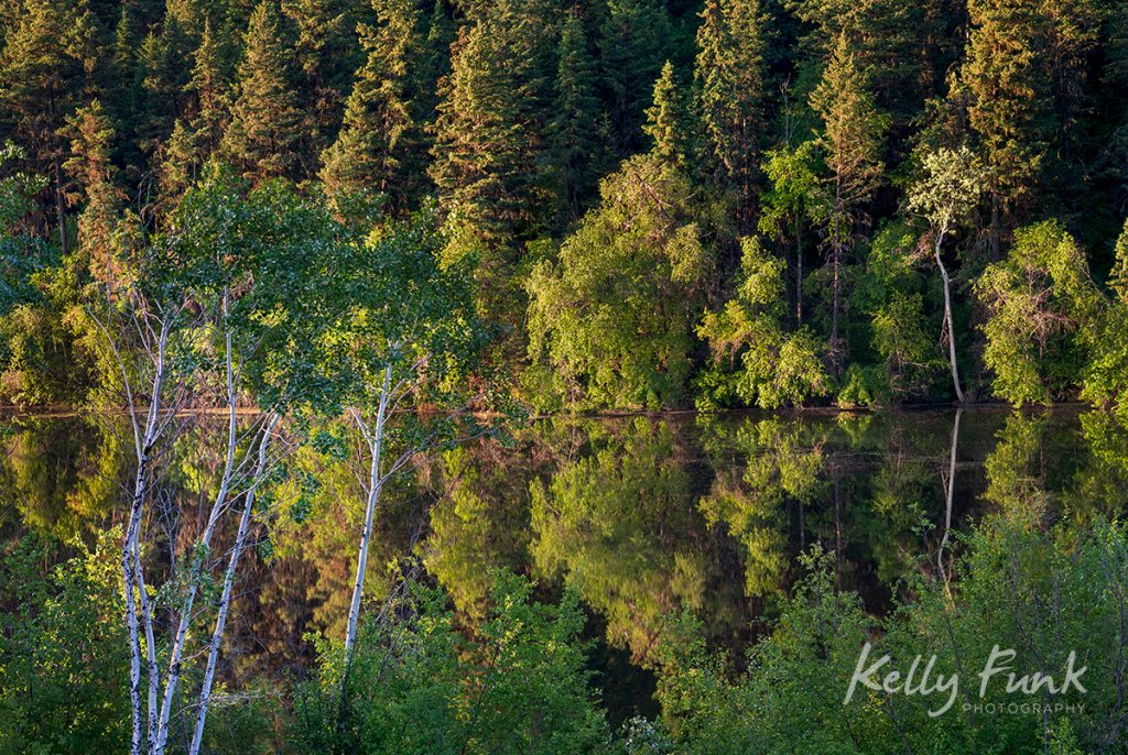 Deciduous trees in Lac du Bois Provincial park, near Kamloops, British Columbia, Canada