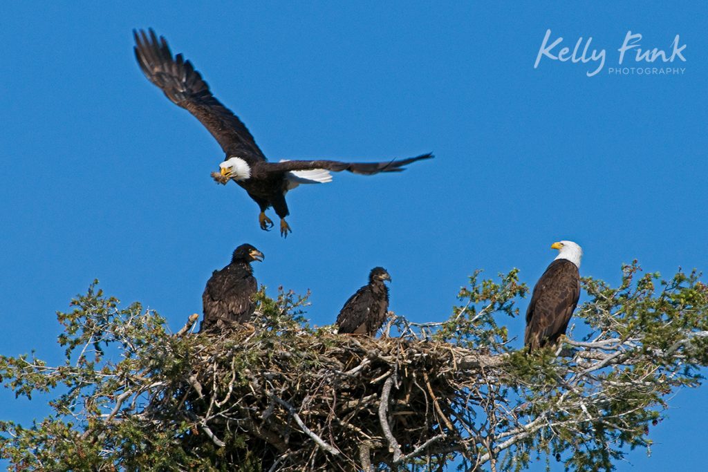 A family of Bald Eagles taken near Kamloops, British Columbia, Thompson Okanagan region, Canada