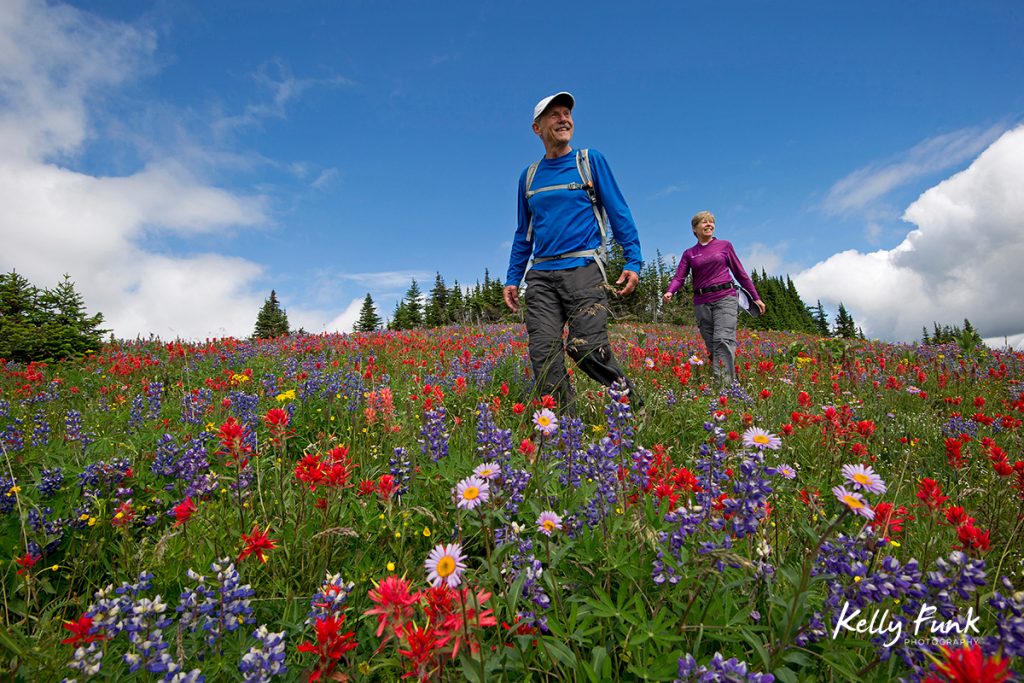 A couple enjoys a hike at the top of Sun Peaks Resort during the height of the wildflowers, near Kamloops, Thompson Okanagan region, British Columbia, Canada