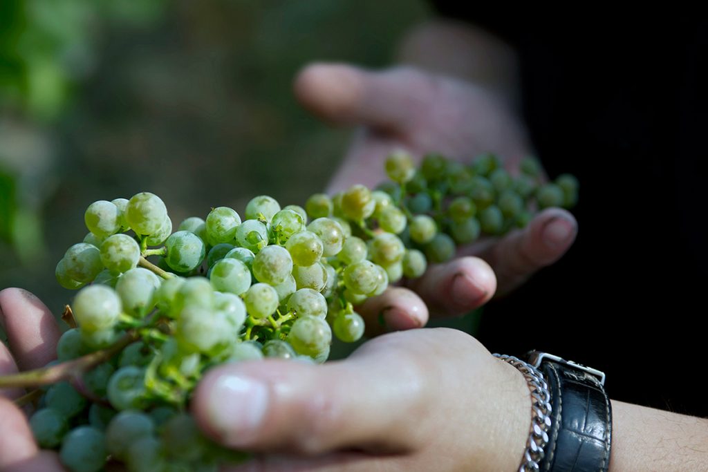 A wine maker holds and tests grapes at a winery in Kamloops, Thompson Okanagan region of British Columbia, Canada