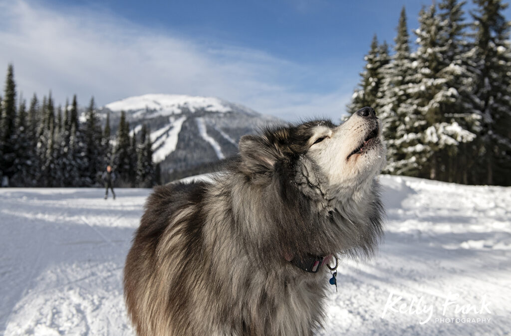 Sun Peaks dog