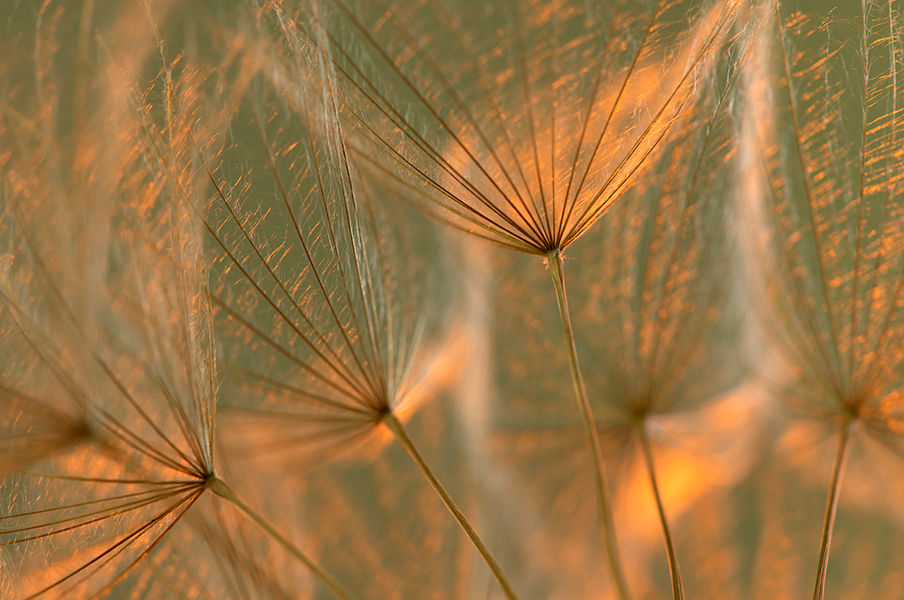 Kelly Funk Salsify Kamloops prints and stock images 138